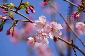 April 2021 cherry blossom pictures desktop calendar wallpaper