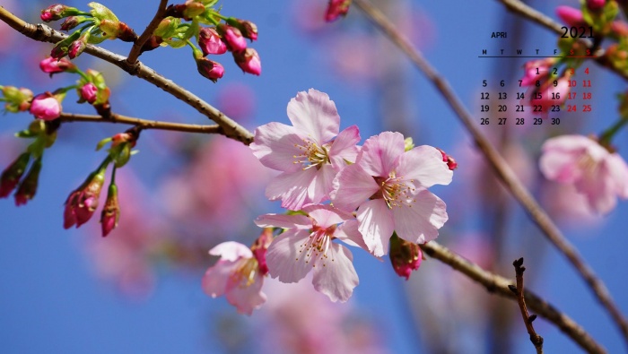 April 2021 cherry blossom pictures desktop calendar wallpaper