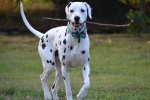 Dalmatian dog pictures desktop wallpaper