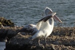 Big mouth white pelican picture
