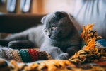 Folded cat pictures desktop wallpaper