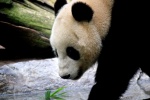 Pictures of China's national treasure giant panda