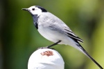 HD wagtail bird pictures desktop wallpaper