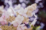 HD hydrangea picture desktop wallpaper