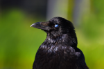 Picture of crow with jet black feathers