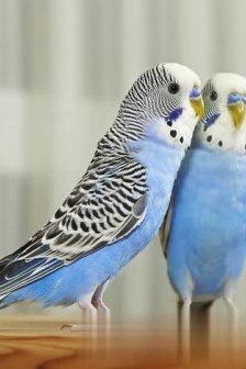 可愛虎皮鸚鵡圖片