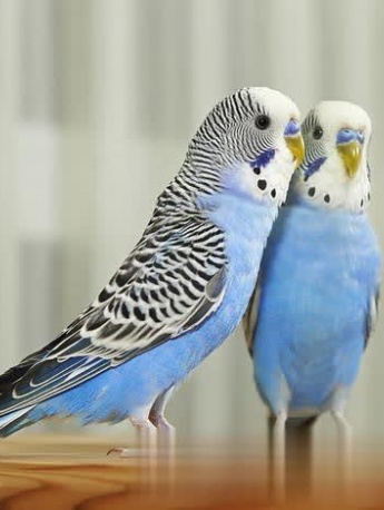 Cute budgerigar pictures
