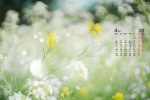2022年4月清新春天花朵高清日历壁纸
