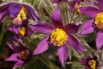 HD Wildflower Pulsatilla Pictures Desktop Wallpaper