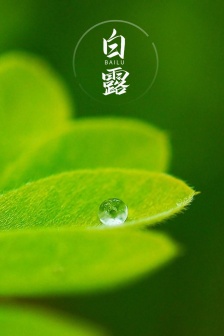 Bailu solar term fresh eye protection mobile wallpaper
