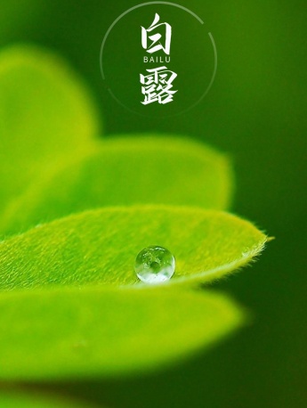 白露節氣清新護眼手機壁紙