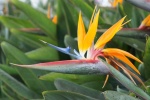 HD Strelitzia reginae pictures