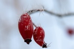 HD Rose Hip Picture Desktop Wallpaper