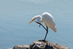 egret pictures birds egret pictures