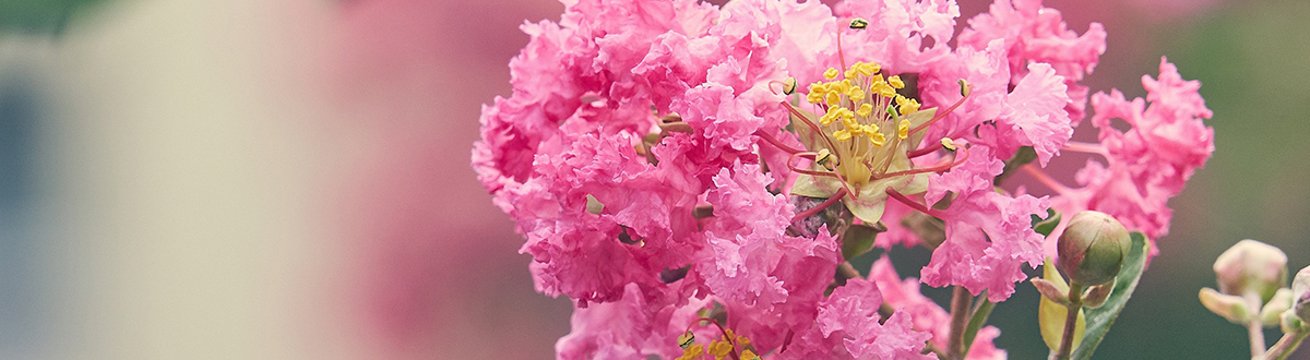 March 2022 desktop wallpaper