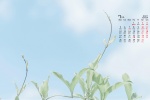 July 2021 eye-protecting green leaves and blue sky desktop calendar wallpaper