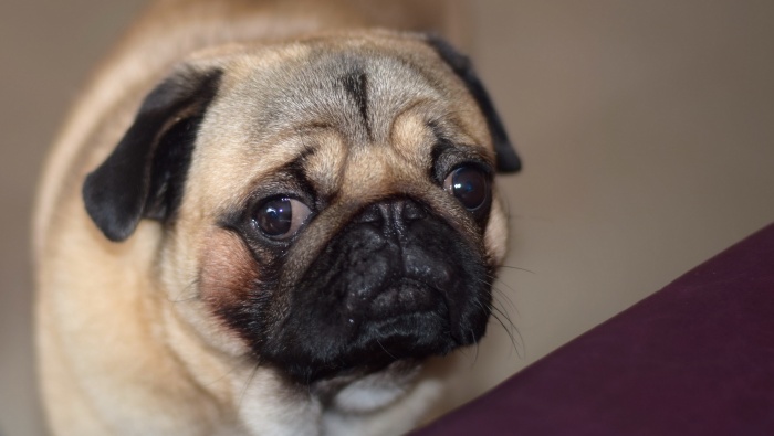 Pug photography pictures HD computer wallpaper