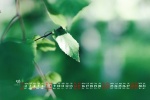 2022年5月绿叶树林护眼日历壁纸
