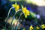 HD Narcissus Pictures Desktop Wallpaper