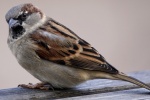 Chirping gray sparrow pictures