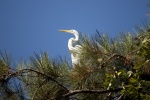 Great egret with snow-white feathers picture wallpaper