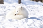 Arctic fox pictures desktop wallpaper