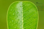 April 2022 green plant eye protection HD calendar wallpaper