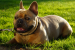 Medium sized dog bulldog pictures