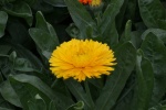 Orange marigold pictures