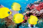 海洋世界水族馆图片桌面壁纸