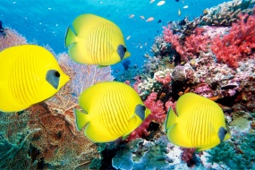 Sea World Aquarium Picture Desktop Wallpaper