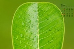 2022年2月綠色植物護眼高清日曆壁紙