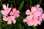 HD Oleander Pictures Desktop Wallpaper