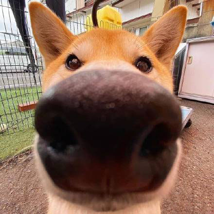 大鼻子狗头像搞笑图片