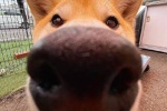 Big nose dog cute avatar