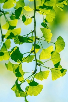 護眼銀杏樹葉圖片手機壁紙