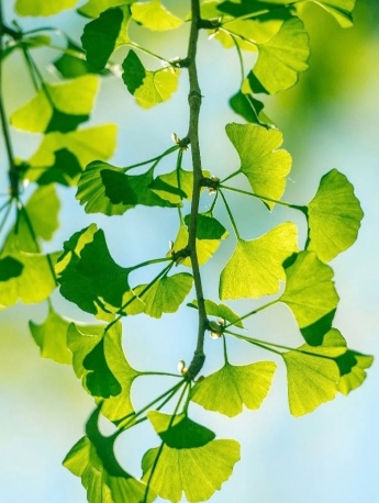 護眼銀杏樹葉圖片手機壁紙