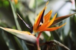 HD Strelitzia reginae pictures