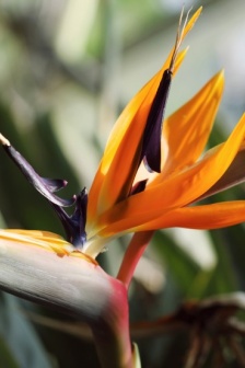 HD Strelitzia reginae pictures
