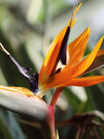 HD Strelitzia reginae pictures