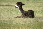 Alpaca pictures tame and cute alpaca pictures