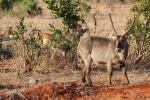 Waterbuck material picture desktop wallpaper
