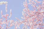 Japanese fresh style cherry blossom wallpaper