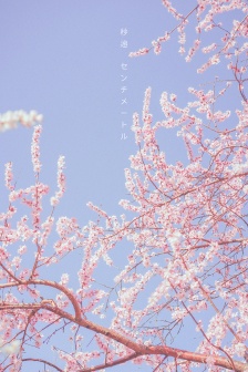 Japanese fresh style cherry blossom wallpaper
