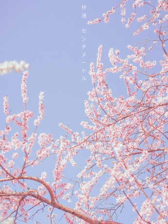 Japanese fresh style cherry blossom wallpaper