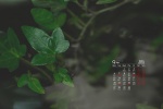 2021年9月翠绿色植物电脑日历壁纸
