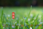 2020年5月穀雨清新綠色護眼日曆壁紙