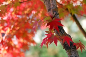 秋季枫叶图片桌面壁纸