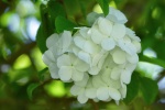 White as Jade Qionghua Macro Photography Picture Desktop Wallpaper
