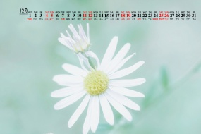 Simple and fresh desktop calendar wallpaper for December 2021